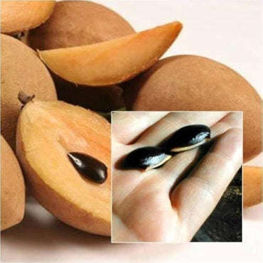 Sapodilla Manilkara Zapota Fruit Seeds