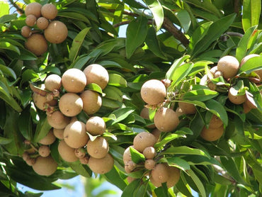 Sapodilla Manilkara zapota Fruit Seeds for Planting in Tropical Garden and Orchard