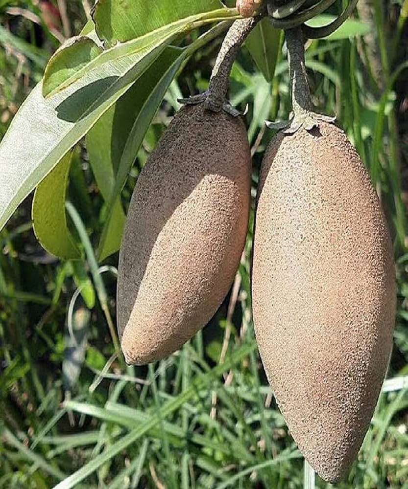 Sapodilla Manilkara Zapota Fruit Seeds heirloom non-gmo organic garden seeds