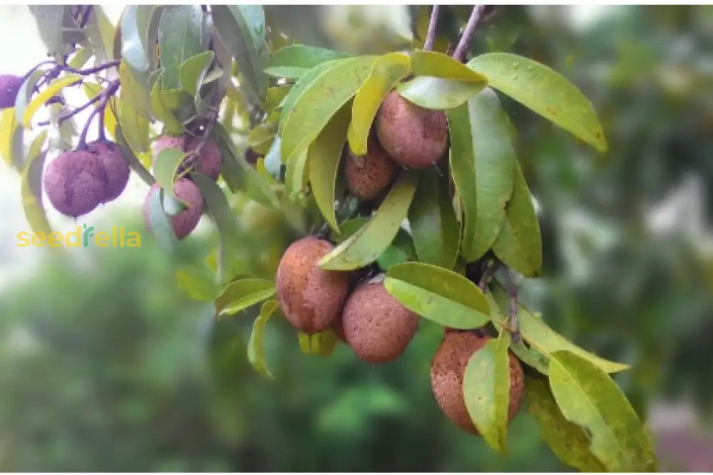 Sapodilla Fruit Planting Seeds For Thriving Home Gardens heirloom non-gmo organic garden seeds