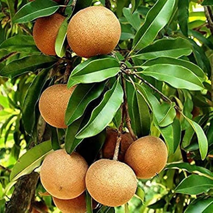 Sapota Seeds for Planting Manilkara Zapota fruit patch tropical garden