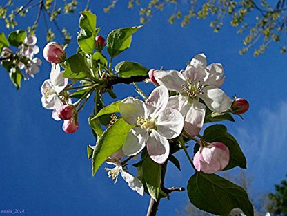 Sargent Crab Apple (Malus Sargentii) Shrub Hummingbird Flower White Red Seeds