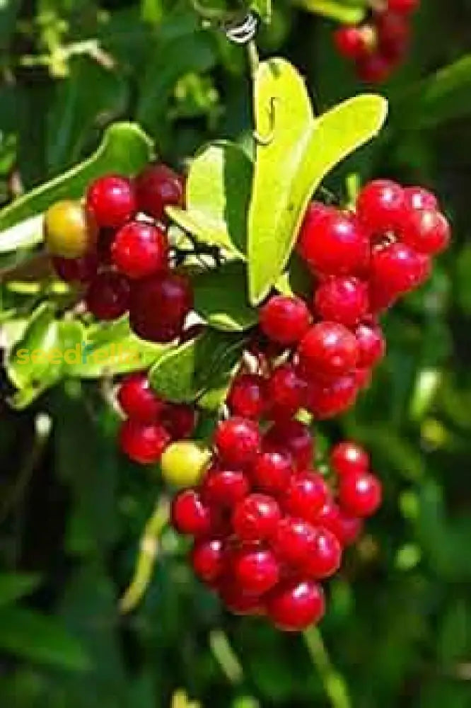 Sarsaparilla Nostrana Seeds For Planting Grow Unique Fruit In Your Garden heirloom non-gmo organic garden seeds
