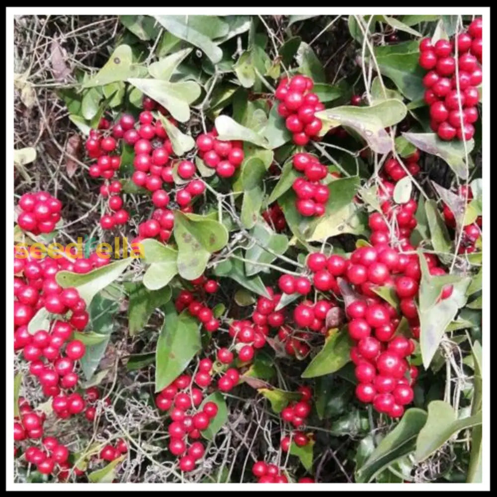 Sarsaparilla Fruit Planting Seeds Grow Your Own Perennial Climbing Vine heirloom non-gmo organic garden seeds