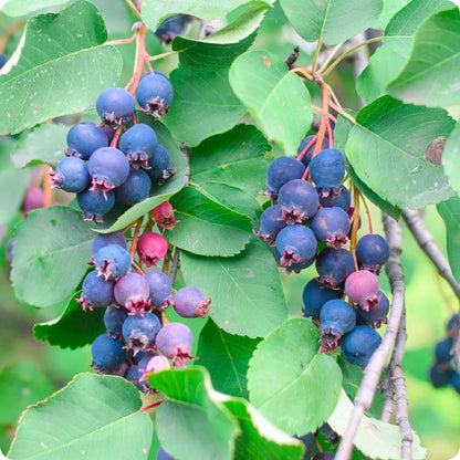 Saskatoon Berry Amelanchier Alnifolia Seeds heirloom non-gmo organic garden seeds