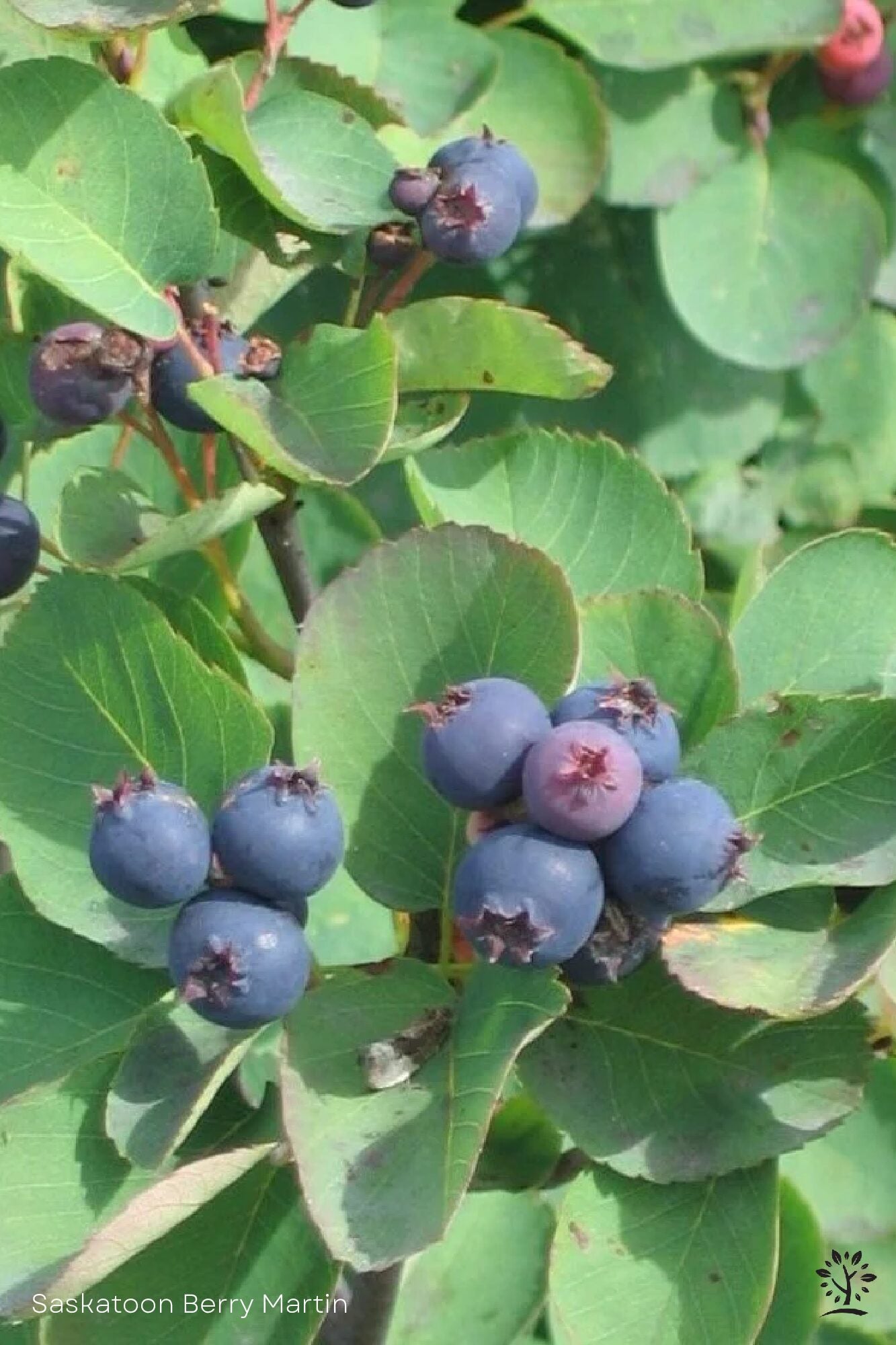 Saskatoon Fruit Seeds for Planting - Grow Your Own Berries