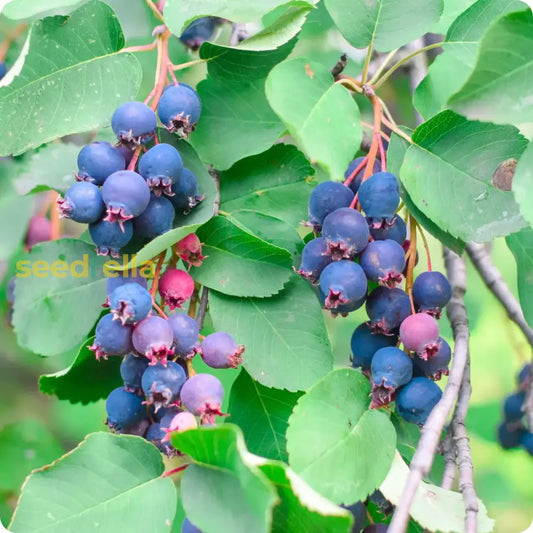 Saskatoon Fruit Seeds For Planting Grow Your Own Berries heirloom non-gmo organic garden seeds