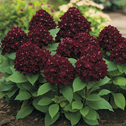 Burgundy Hydrangea Flowering Seeds for Planting and Gardening