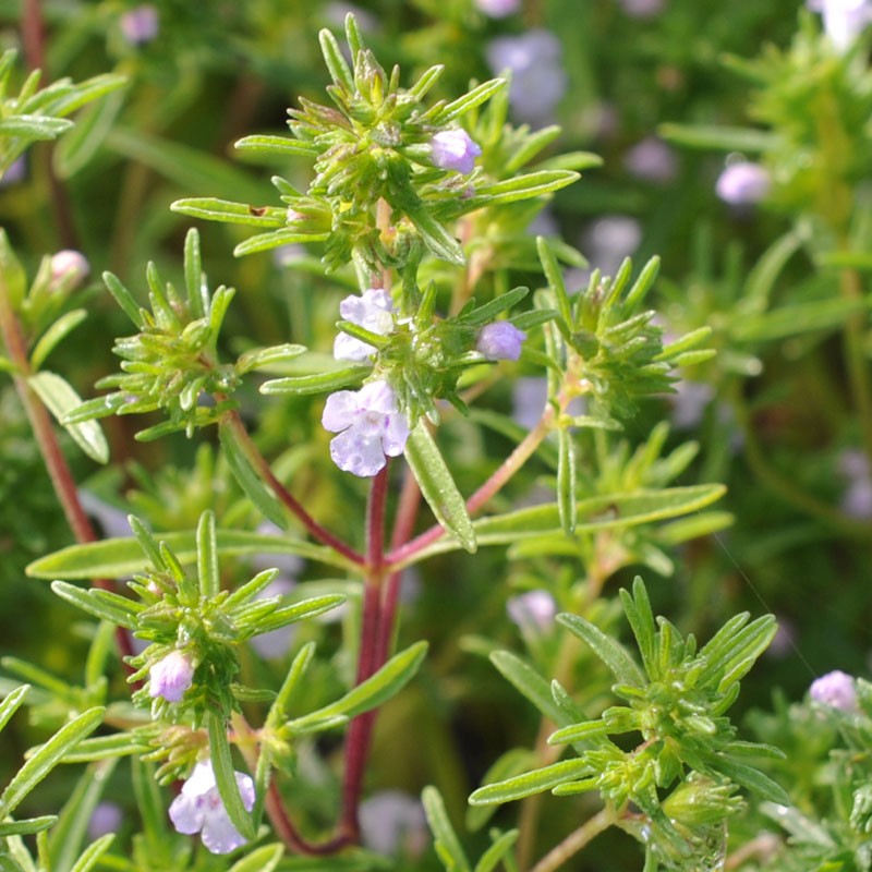 Summer Savory Seeds (Satureja hortensis)