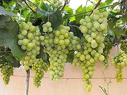 Sauvignon Blanc Wine Grape Vitis Vinifera Fruit Seeds heirloom non-gmo organic garden seeds