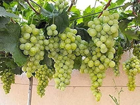 Sauvignon Blanc Wine Grape Vitis Vinifera Fruit Seeds heirloom non-gmo organic garden seeds