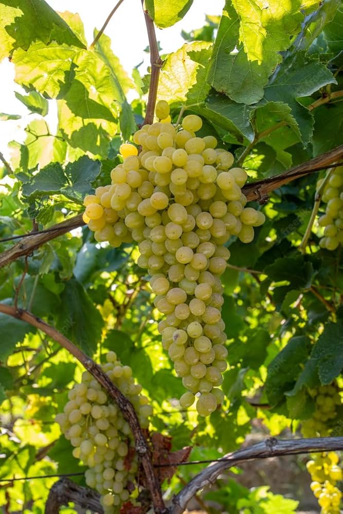 Sauvignon Blanc Wine Grape Vitis vinifera Fruit Seeds