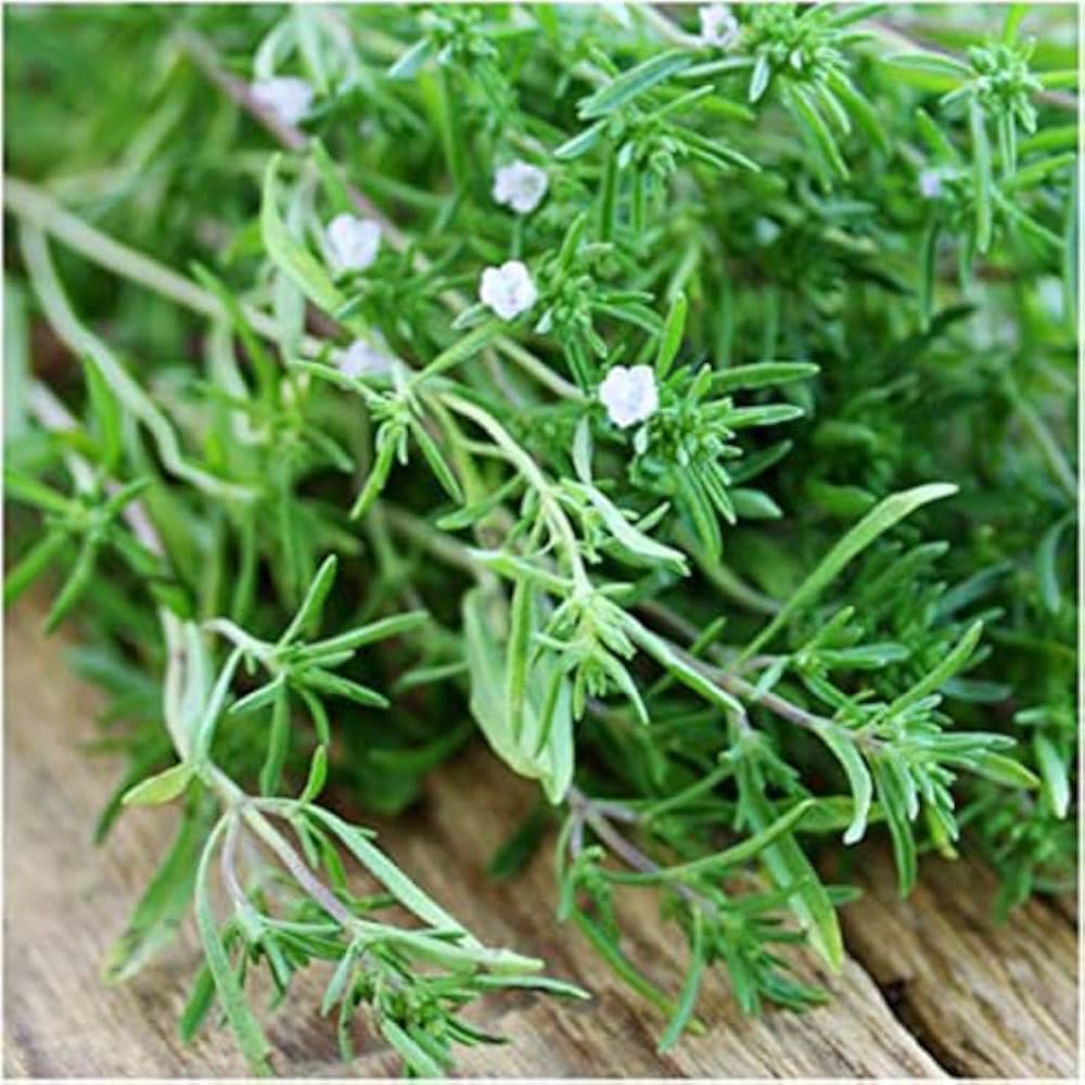 Savory Herb Seeds For Aromatic Garden Planting heirloom non-gmo organic garden seeds