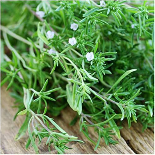 Savory Herb Seeds For Aromatic Garden Planting heirloom non-gmo organic garden seeds