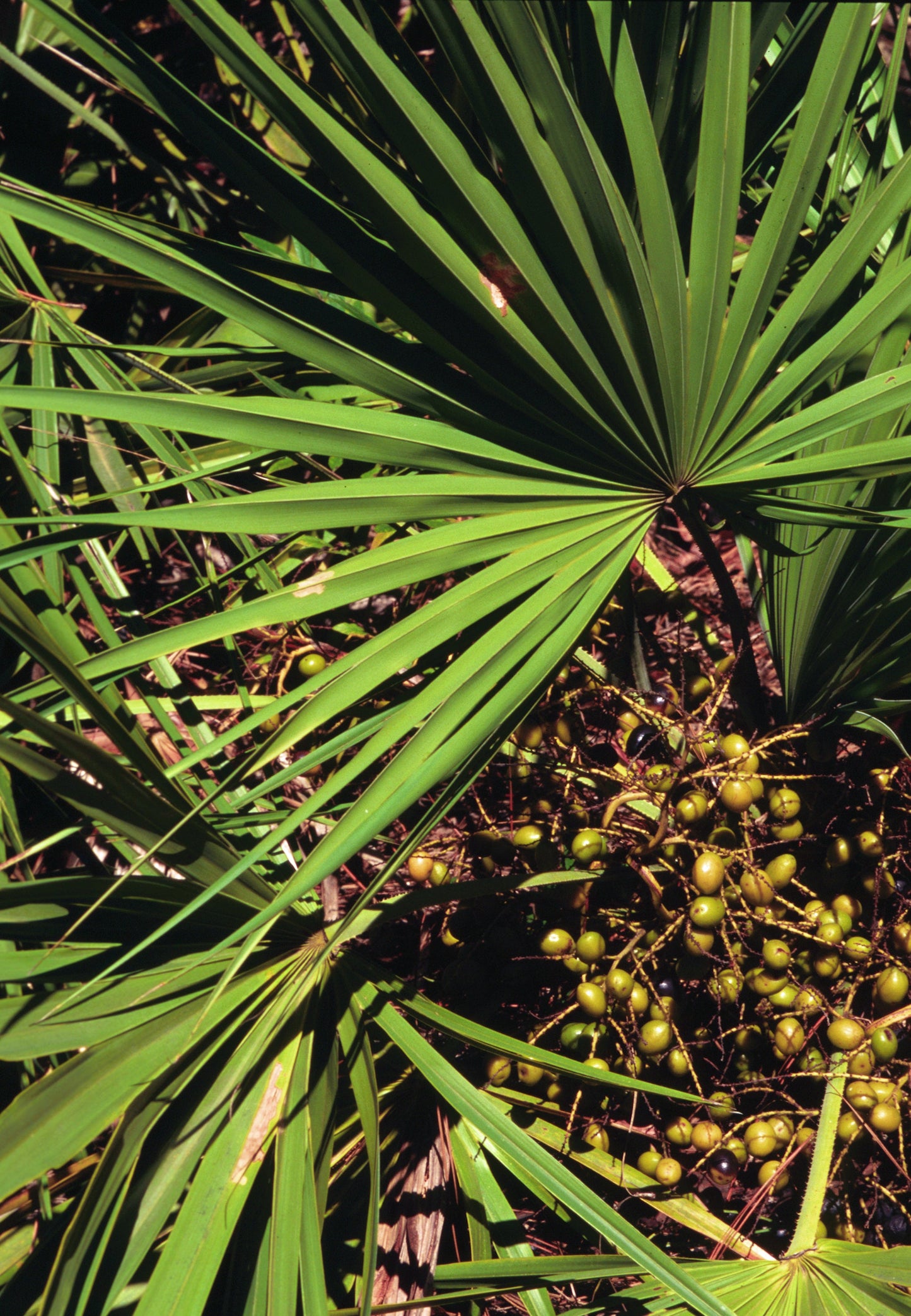 Green Saw Palmetto (Serenoa Repens) American Dwarf Palm Tree Shrub Edible Fruit Sun or Shade Seeds