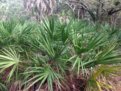 Green Saw Palmetto (Serenoa Repens) American Dwarf Palm Tree Shrub Edible Fruit Sun or Shade Seeds
