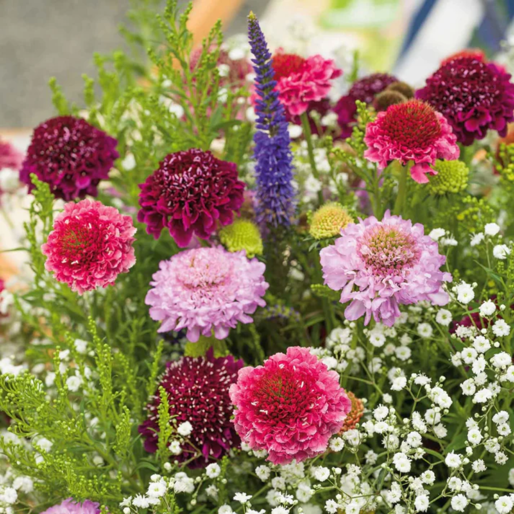 Pincushion Flower Seeds