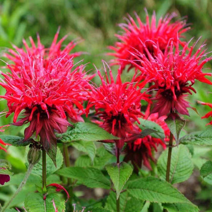 Monarda Didyma Flower Seeds