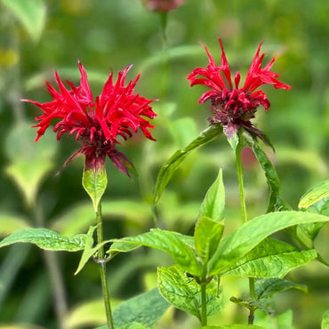 Monarda Didyma Flower Seeds