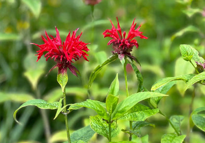 Monarda Didyma Flower Seeds