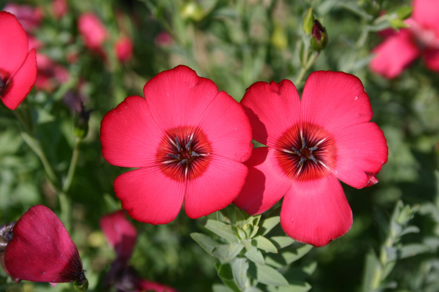 Red Scarlet Flax (Linum grandiflorum Rubrum) Flower Seeds