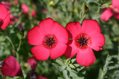 Red Scarlet Flax (Linum grandiflorum Rubrum) Flower Seeds