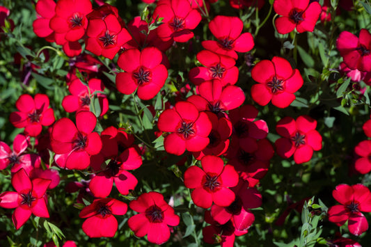 Red Scarlet Flax Linum Grandiflorum Rubrum Flower Seeds heirloom non-gmo organic garden seeds