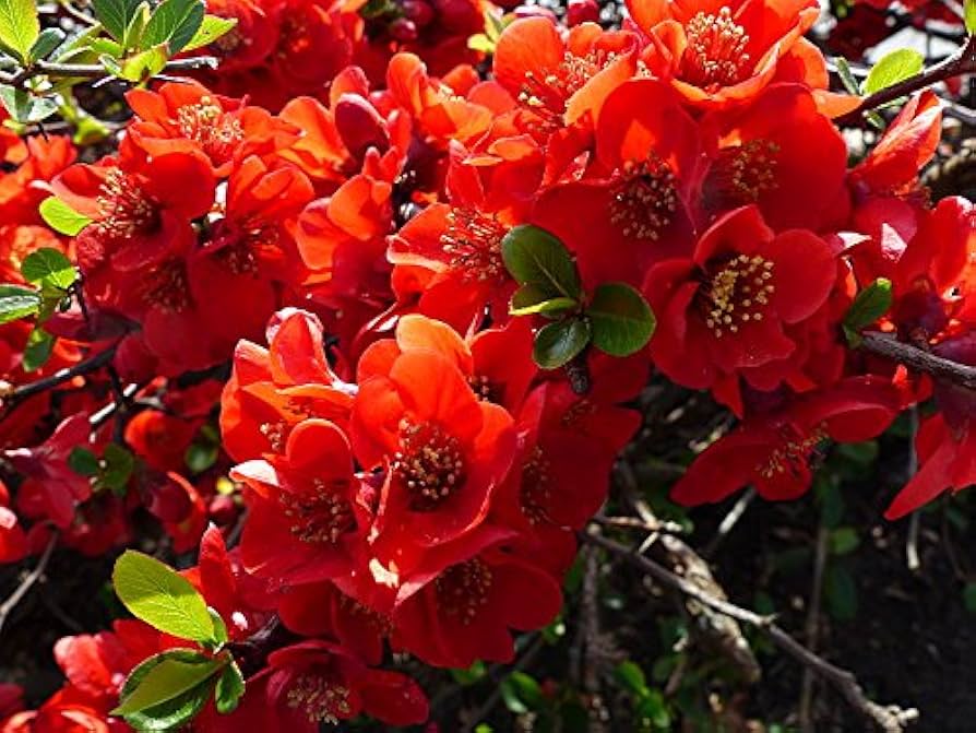 Red Flowering Dwarf Quince (Chaenomeles japonica) – Scarlet Fruit Shrub Seeds