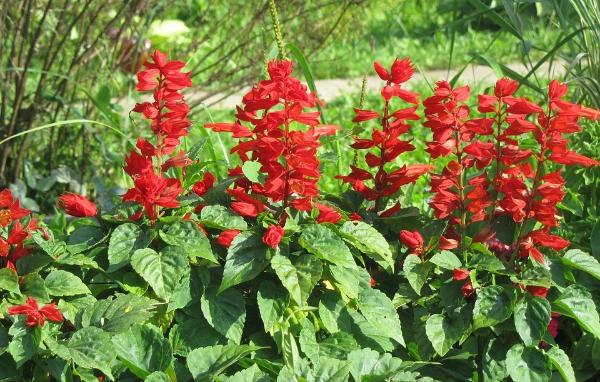 Red Salvia Splendens (St. John's Fire, Scarlet Sage) Flower Seeds