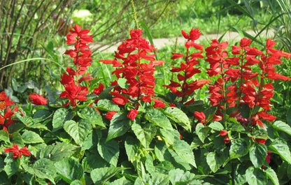 Red Salvia Splendens (St. John's Fire, Scarlet Sage) Flower Seeds