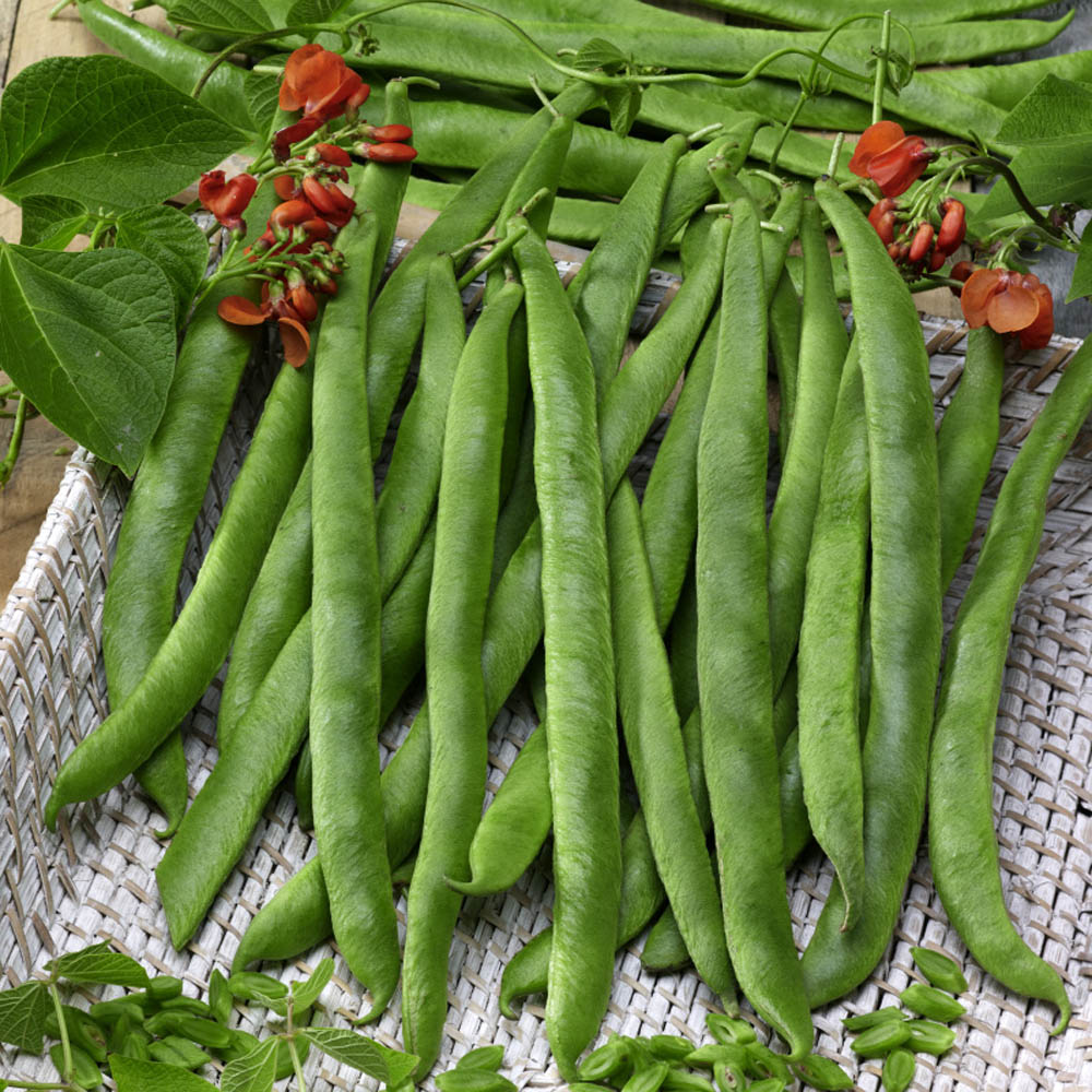 Scarlet Runner Bean Vegetable Seeds
