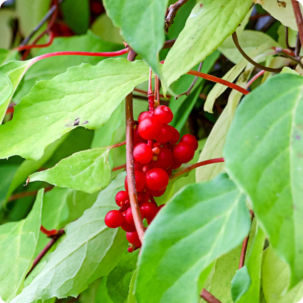 Schisandra Schisandra Chinensis 'Wu Wei Zi' Seeds heirloom non-gmo organic garden seeds