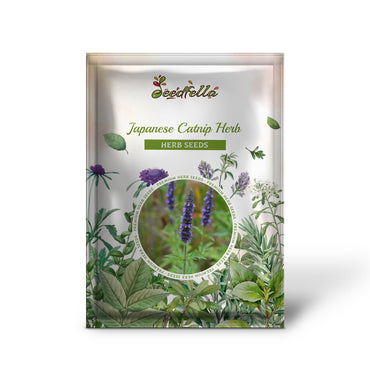 Japanese Catnip Herb (Schizonepeta tenuifolia) Purple Flower Seeds