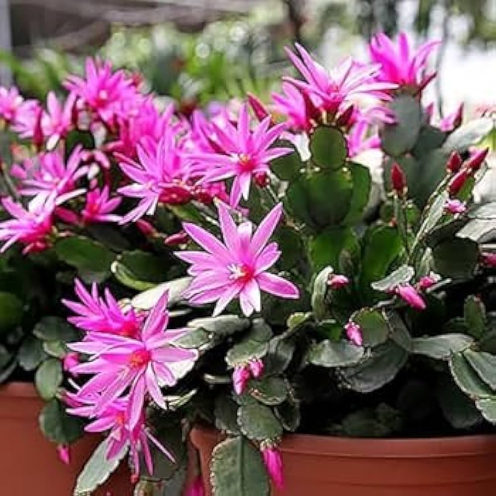 Potted Schlumbergera Seeds For Indoor Balcony Gardening heirloom non-gmo organic garden seeds