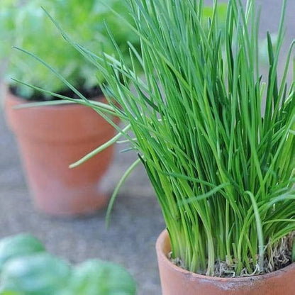 Schnittlauch Chive Allium schoenoprasum Seeds for Planting herb garden kitchen windowsill