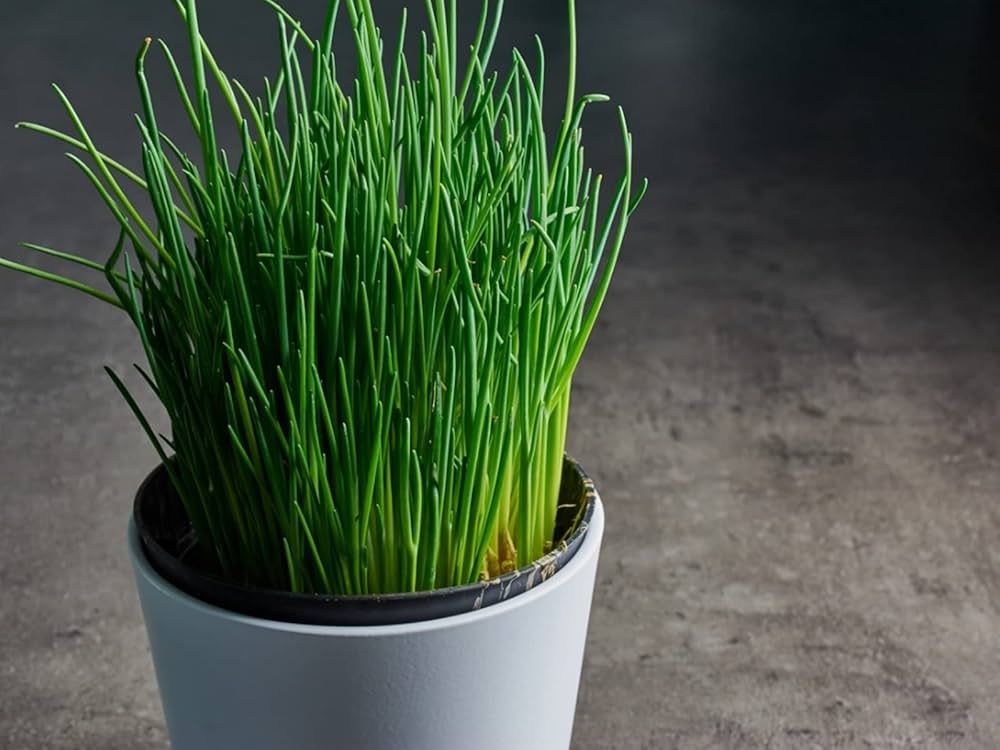 Schnittlauch Chive Allium Schoenoprasum Seeds For Planting Herb Garden Kitchen Windowsill heirloom non-gmo organic garden seeds