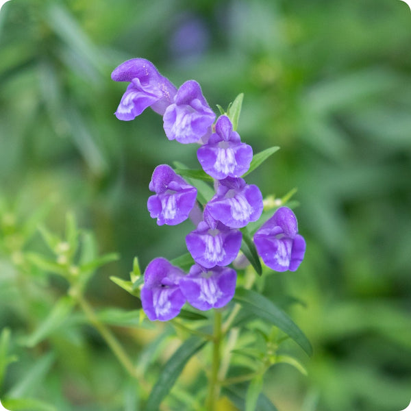 Scullcap Scutellaria Lateriflora Seeds heirloom non-gmo organic garden seeds