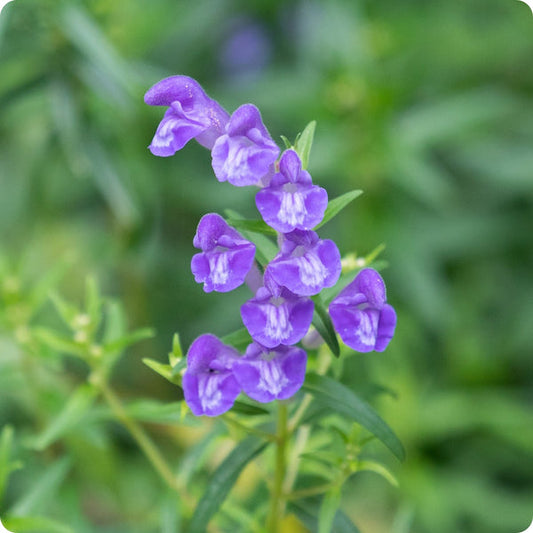 Scullcap Scutellaria Lateriflora Seeds heirloom non-gmo organic garden seeds