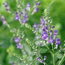 Hoary/Downy Skullcap (Scutellaria incana)