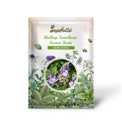 Skullcap Scutellaria Incana Seeds for Herbal Planting
