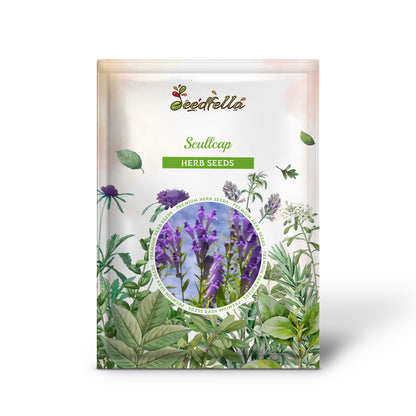 Scullcap (Scutellaria lateriflora) Seeds