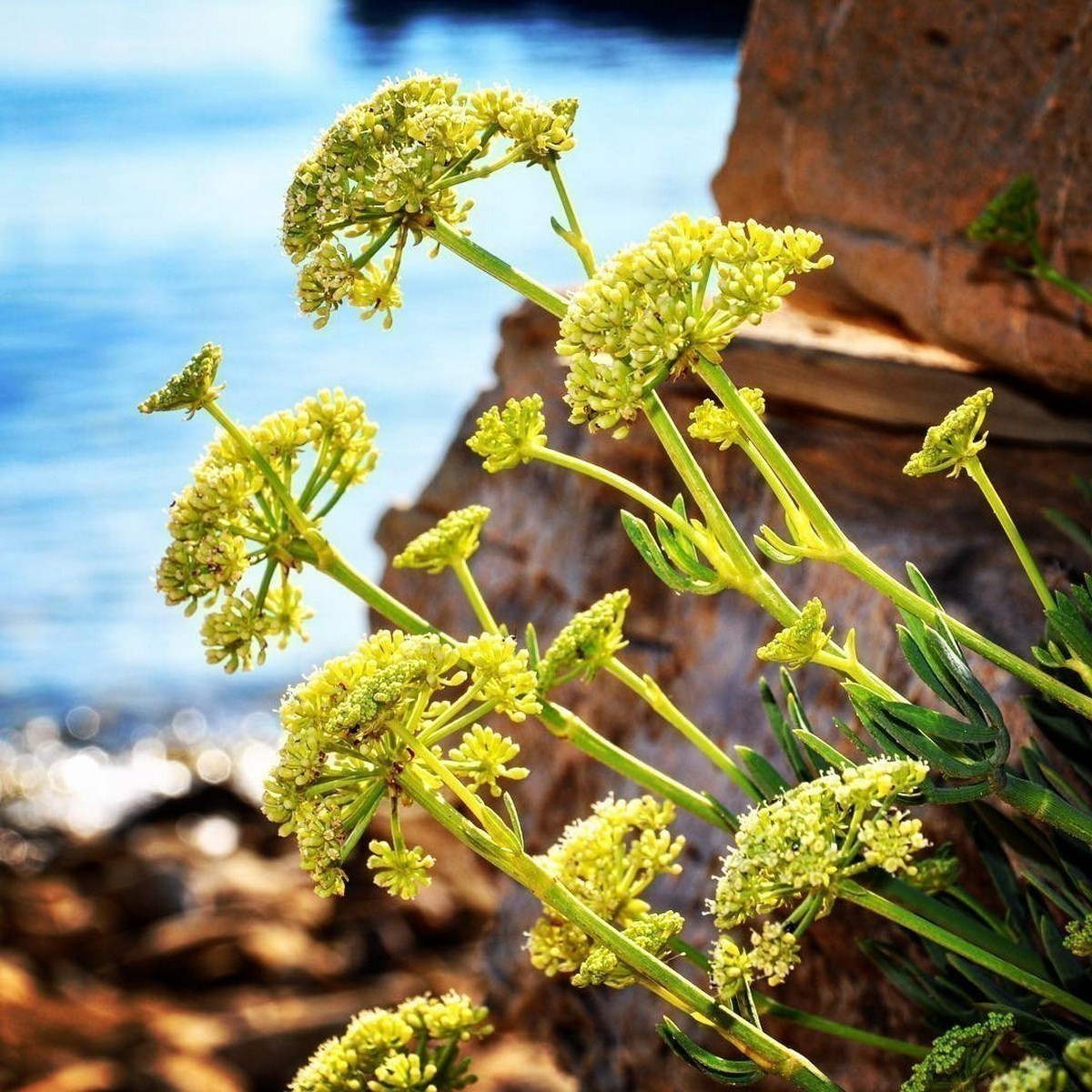 Sea Fennel (Crithmum maritimum) Rock Samphire Edible Herb Vegetable Yellow Flower Seeds