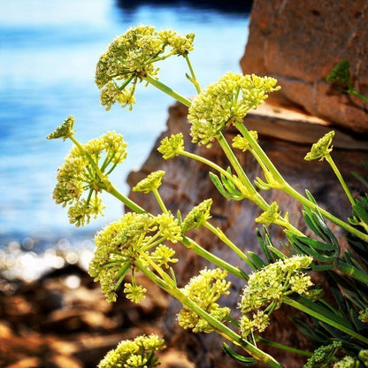 Sea Fennel (Crithmum maritimum) Rock Samphire Edible Herb Vegetable Yellow Flower Seeds