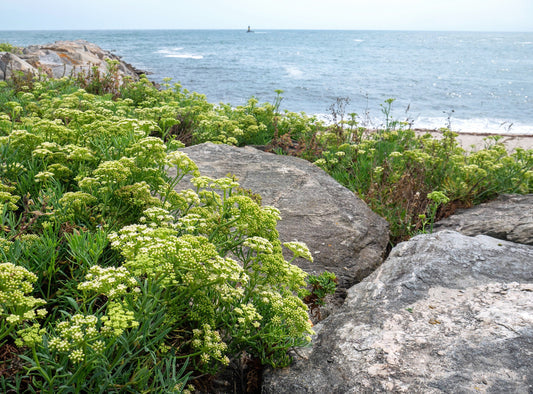 Sea Fennel Crithmum Maritimum Rock Samphire Edible Herb Vegetable Yellow Flower Seeds heirloom non-gmo organic garden seeds