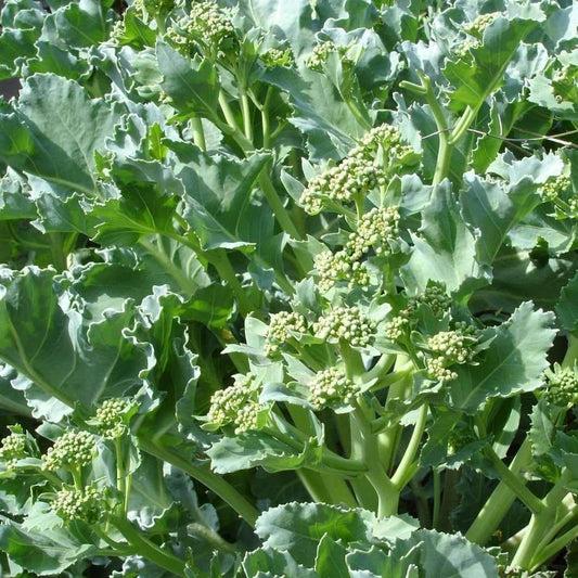 Crambe Maritima (Sea Kale) Vegetable Seeds for Planting – Heirloom, Non-GMO, Perennial