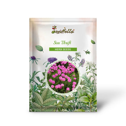 Sea Thrift (Armeria maritima) California Sea Pink, Cliff Rose, Cushion Pink, Lavender Native Maritime Flower Seeds