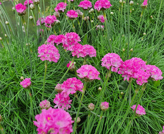 Sea Thrift (Armeria maritima) California Sea Pink, Cliff Rose, Cushion Pink, Lavender Native Maritime Flower Seeds