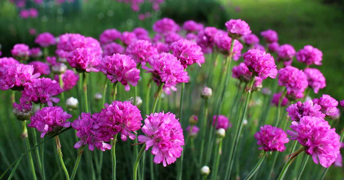 Sea Thrift (Armeria maritima) California Sea Pink, Cliff Rose, Cushion Pink, Lavender Native Maritime Flower Seeds