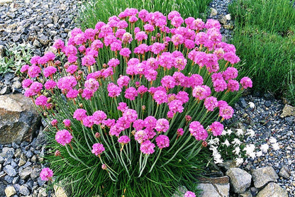Sea Thrift Armeria Maritima California Sea Pink, Cliff Rose, Cushion Pink, Lavender Native Maritime Flower Seeds heirloom non-gmo organic garden seeds