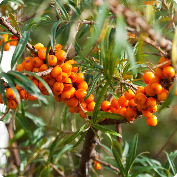 Seabuckthorn Hippophae Rhamnoides Seeds heirloom non-gmo organic garden seeds